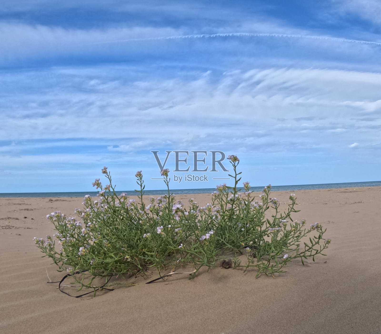 亚得里亚海的植被照片摄影图片