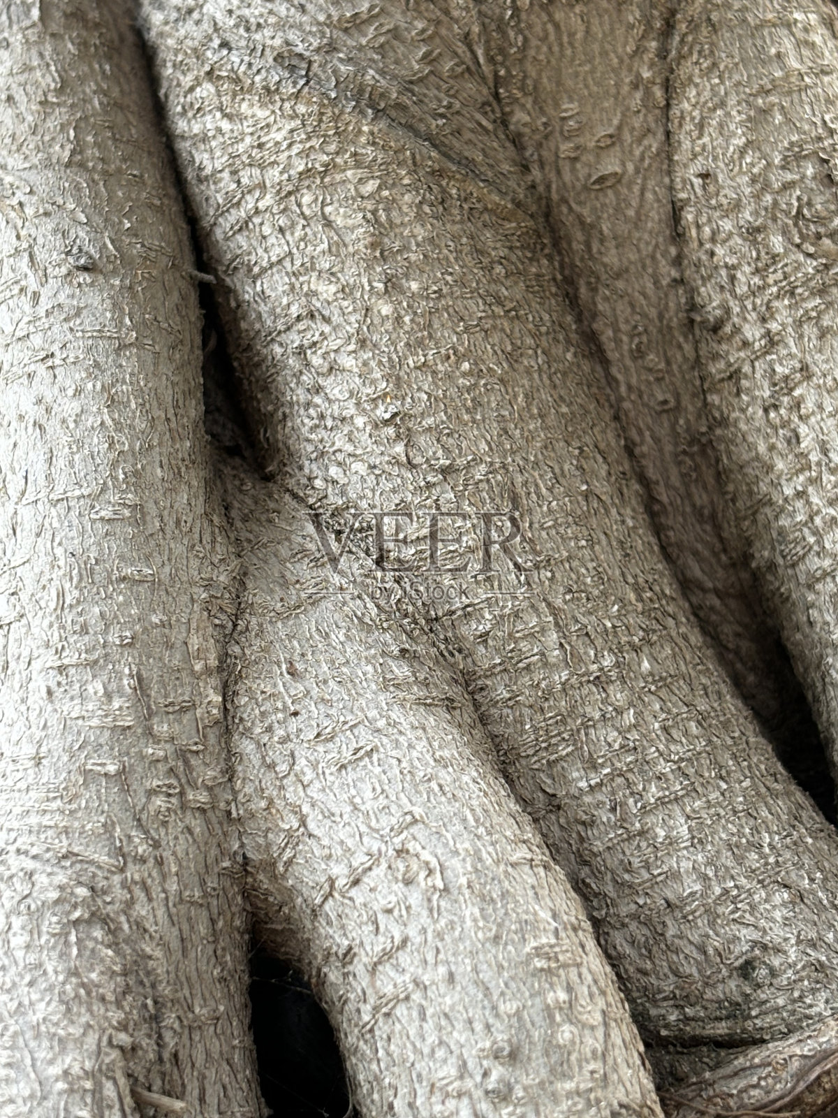 植物的纹理照片摄影图片