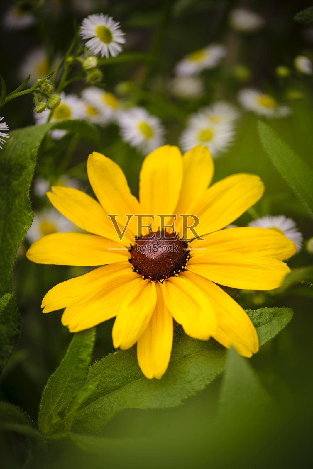 一朵黑眼苏珊野花，一种圆锥花，在伊利诺斯州高地公园的后院花园里。照片摄影图片