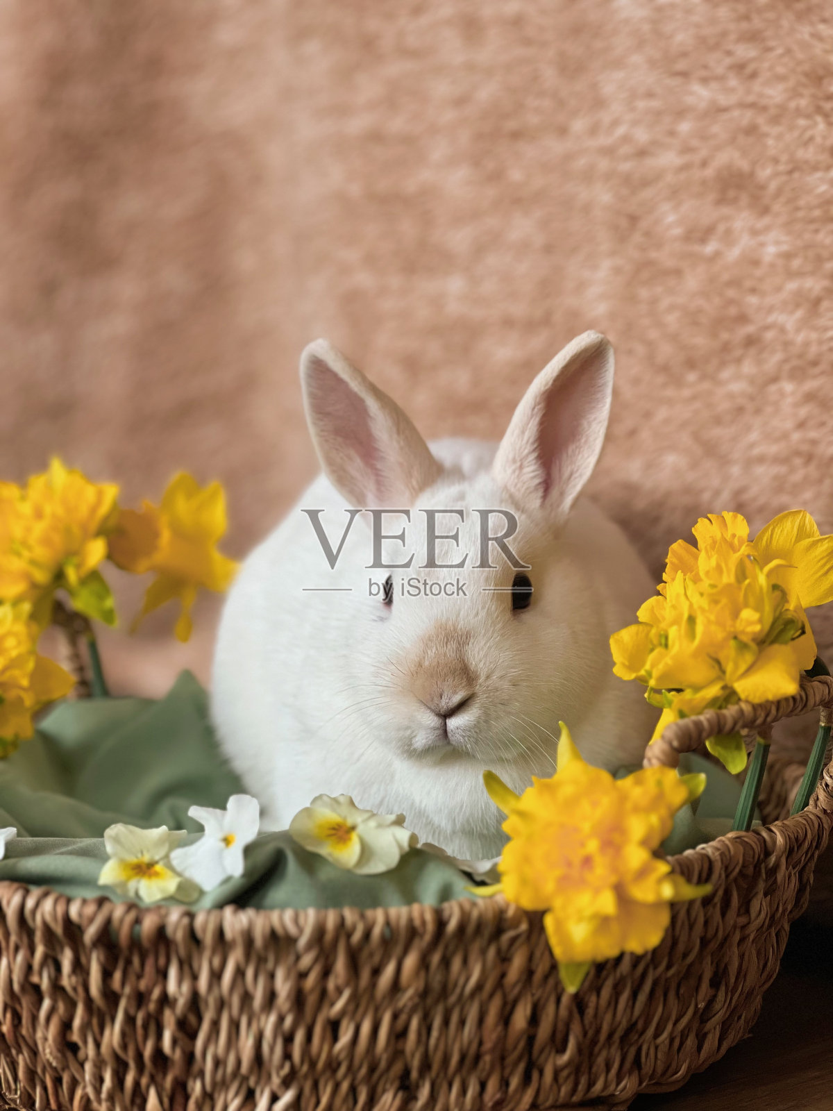 篮子里的可爱兔子照片摄影图片