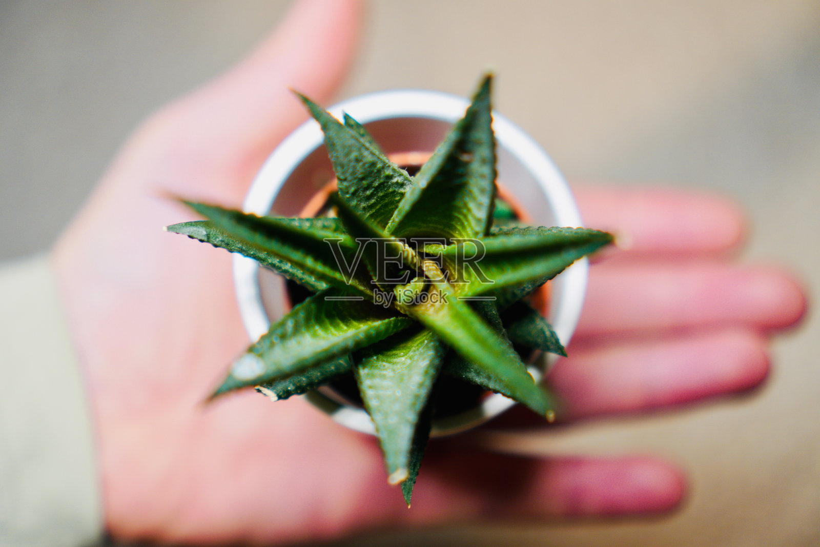 白盆培育芦荟照片摄影图片