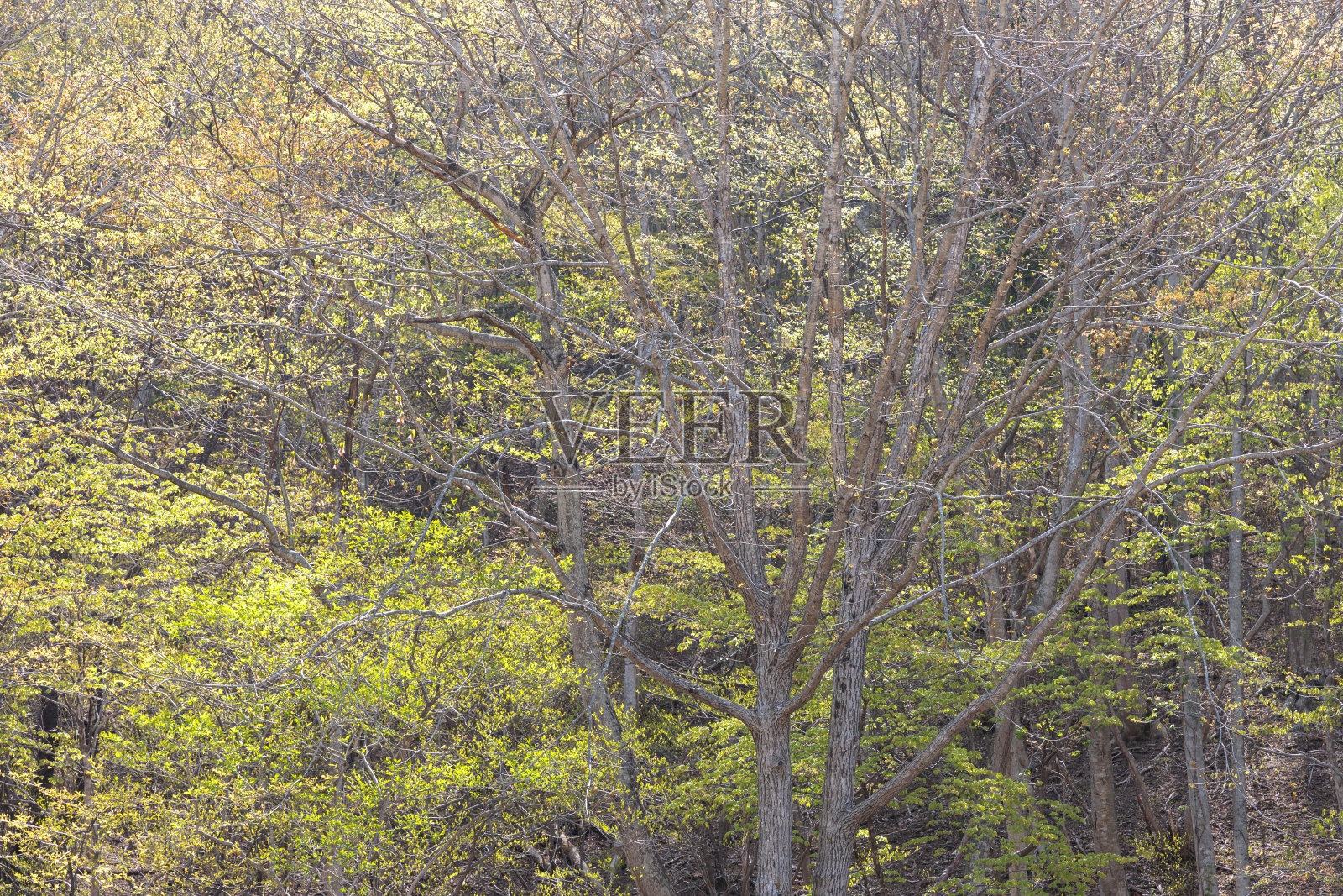 清新的绿色森林照片摄影图片