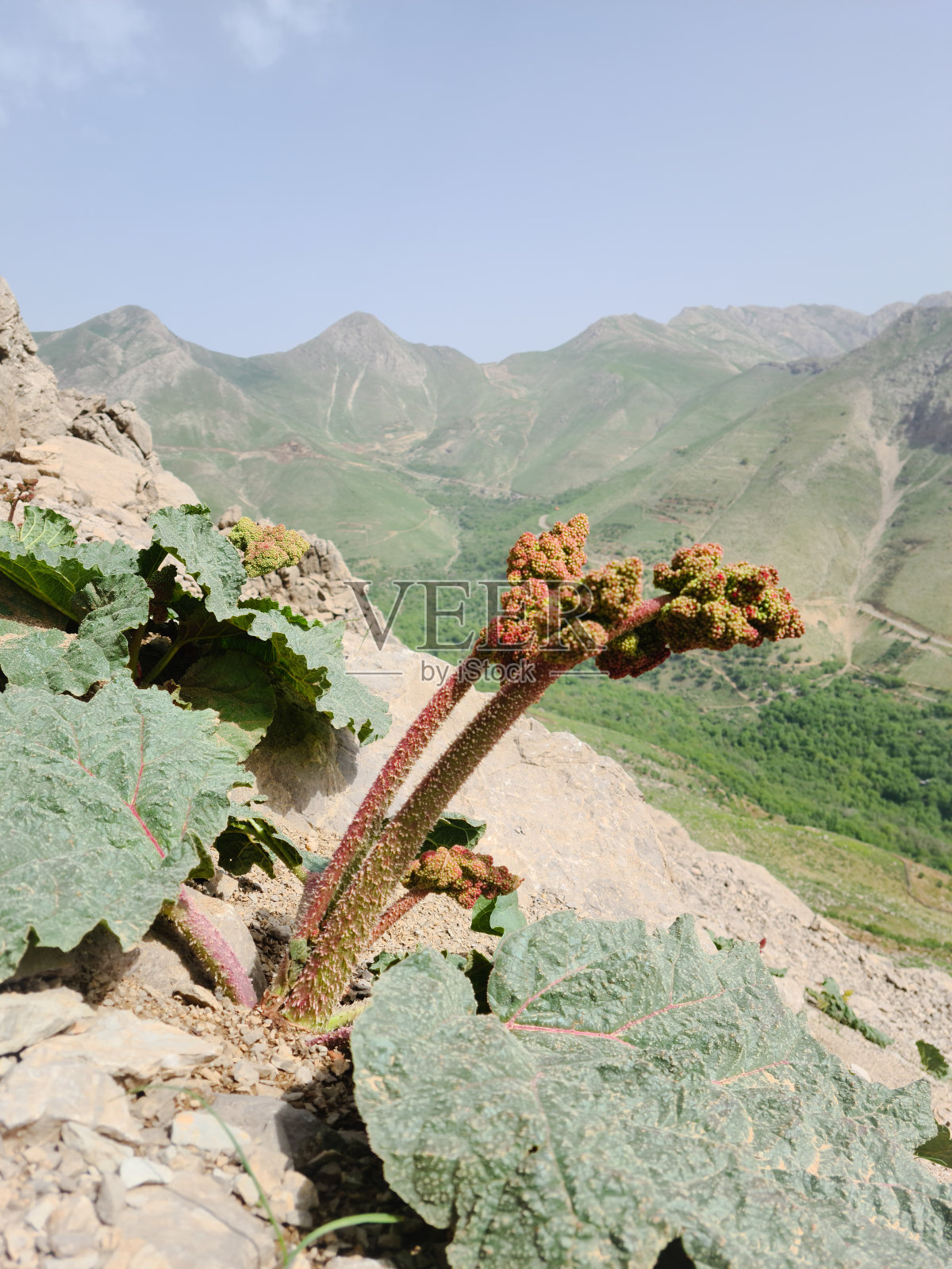 霍拉曼塔赫特的迷人春色照片摄影图片