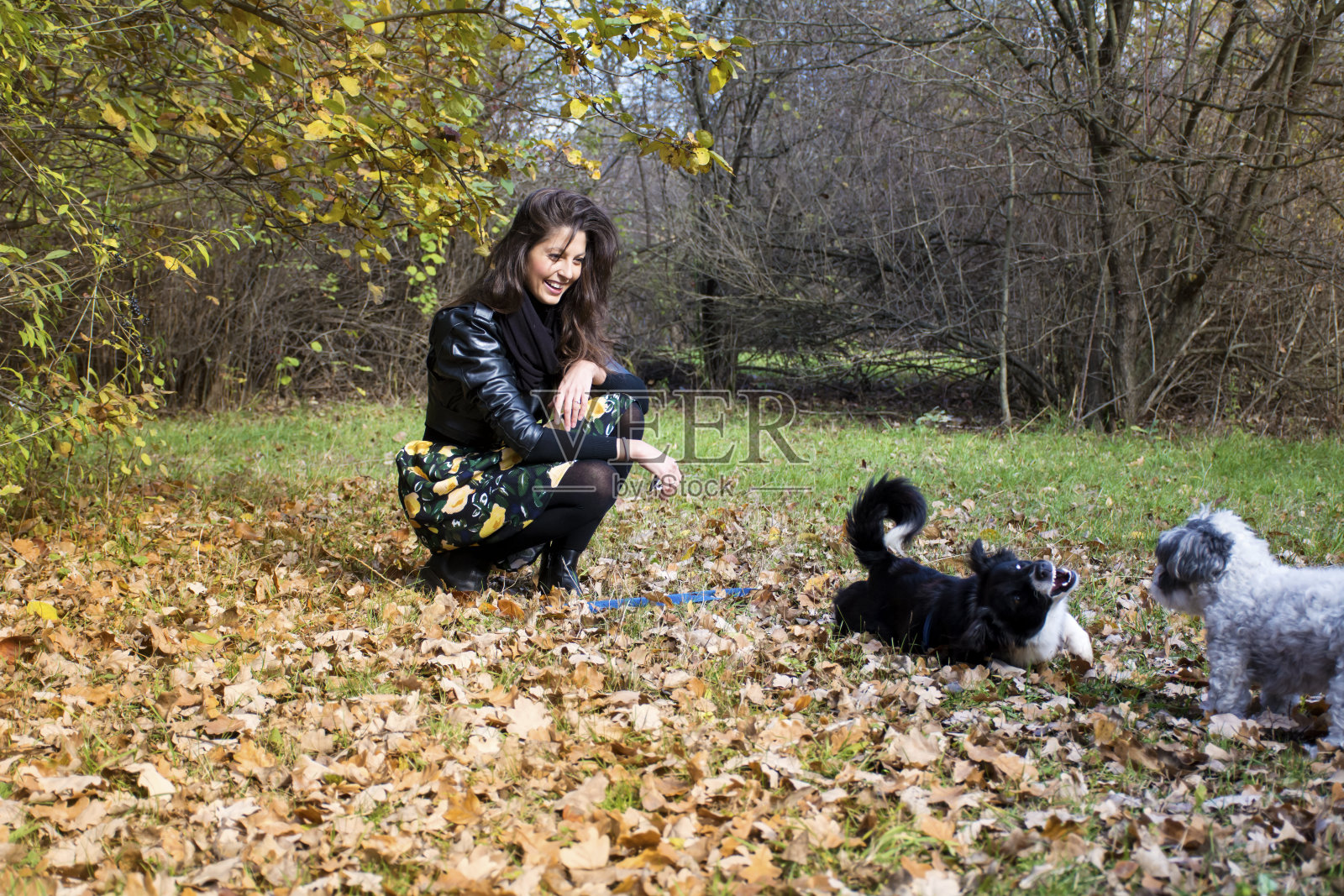 快乐的女人在秋天和她收养的狗玩耍照片摄影图片