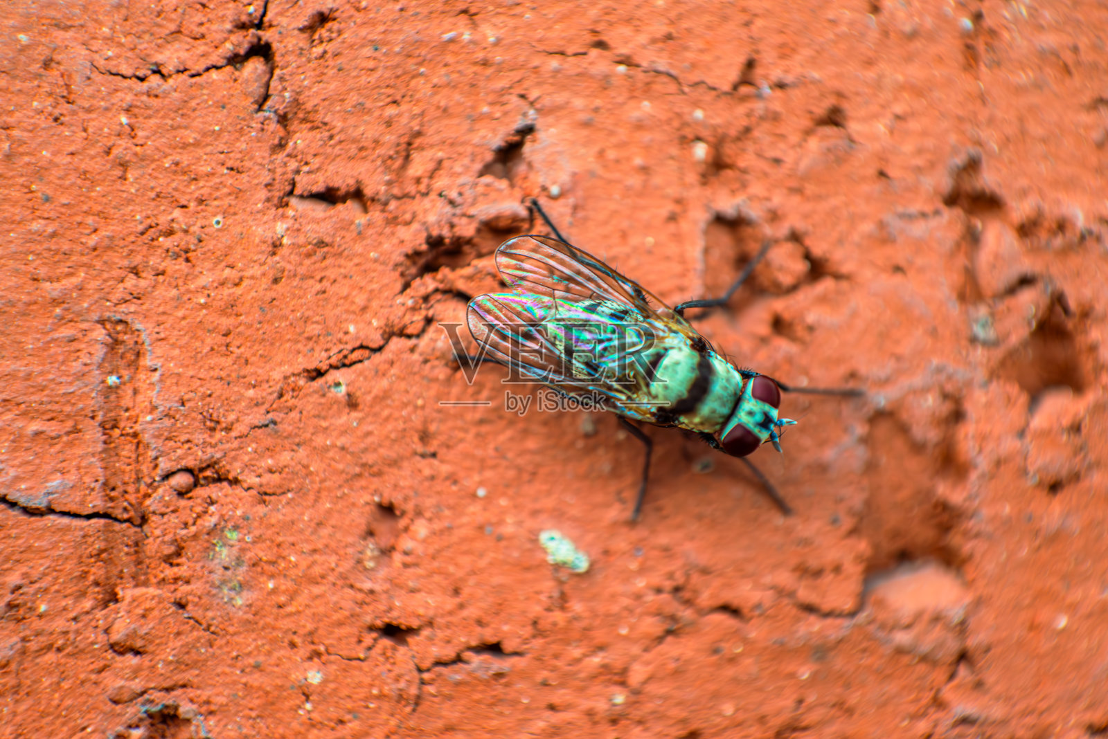 昆虫遭遇:墙上苍蝇的宏观细节照片摄影图片