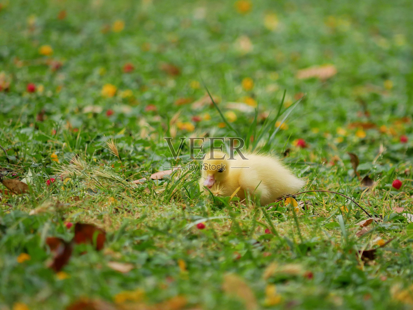 里斯本热带植物园草坪上可爱的小黄鸭照片摄影图片