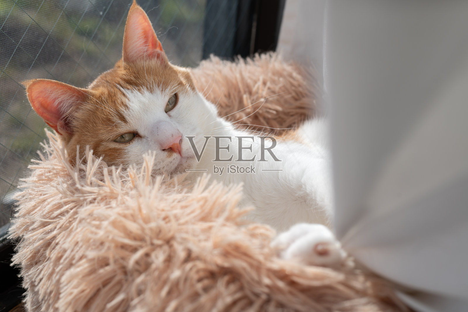 猫在窗边休息照片摄影图片