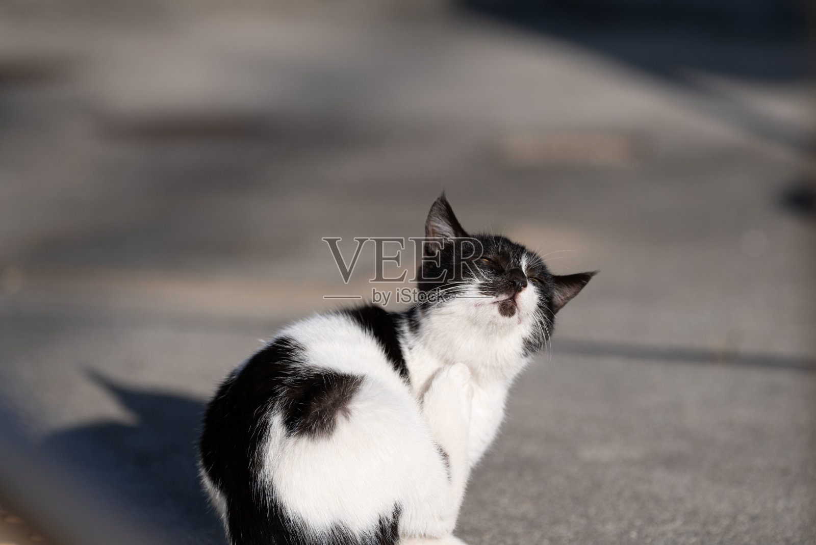 猫在户外悠闲地生活照片摄影图片