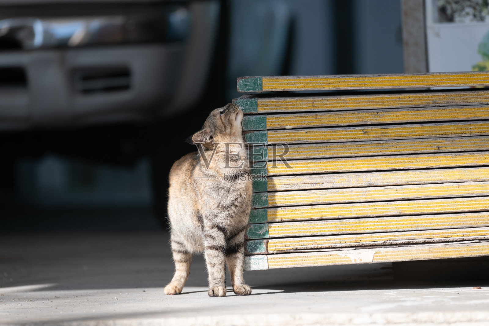猫咪悠闲生活照片摄影图片