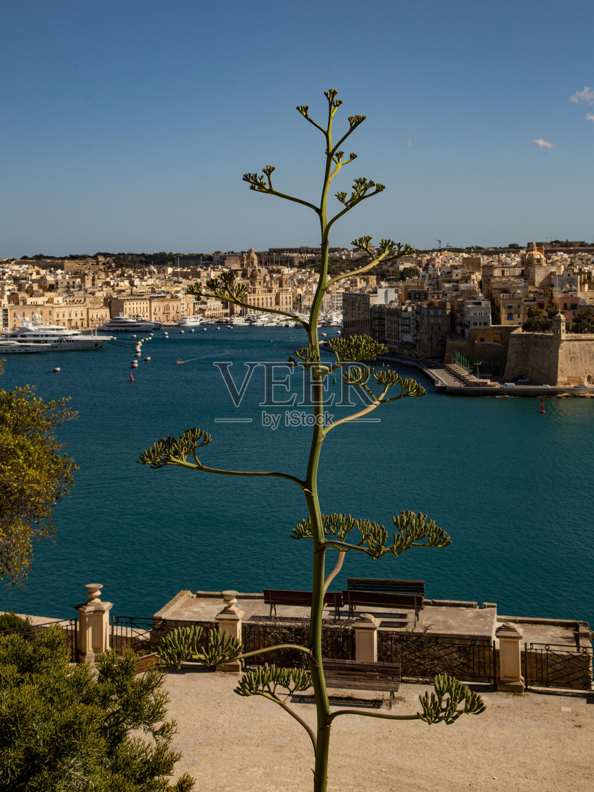 俯瞰马耳他港的孤树。照片摄影图片