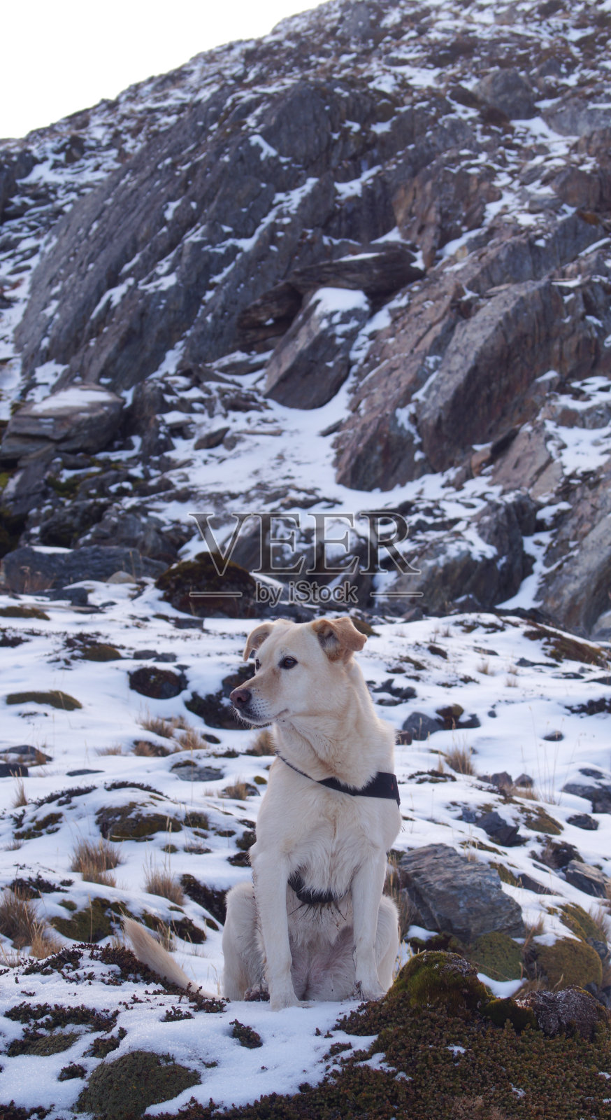 山里的狗照片摄影图片