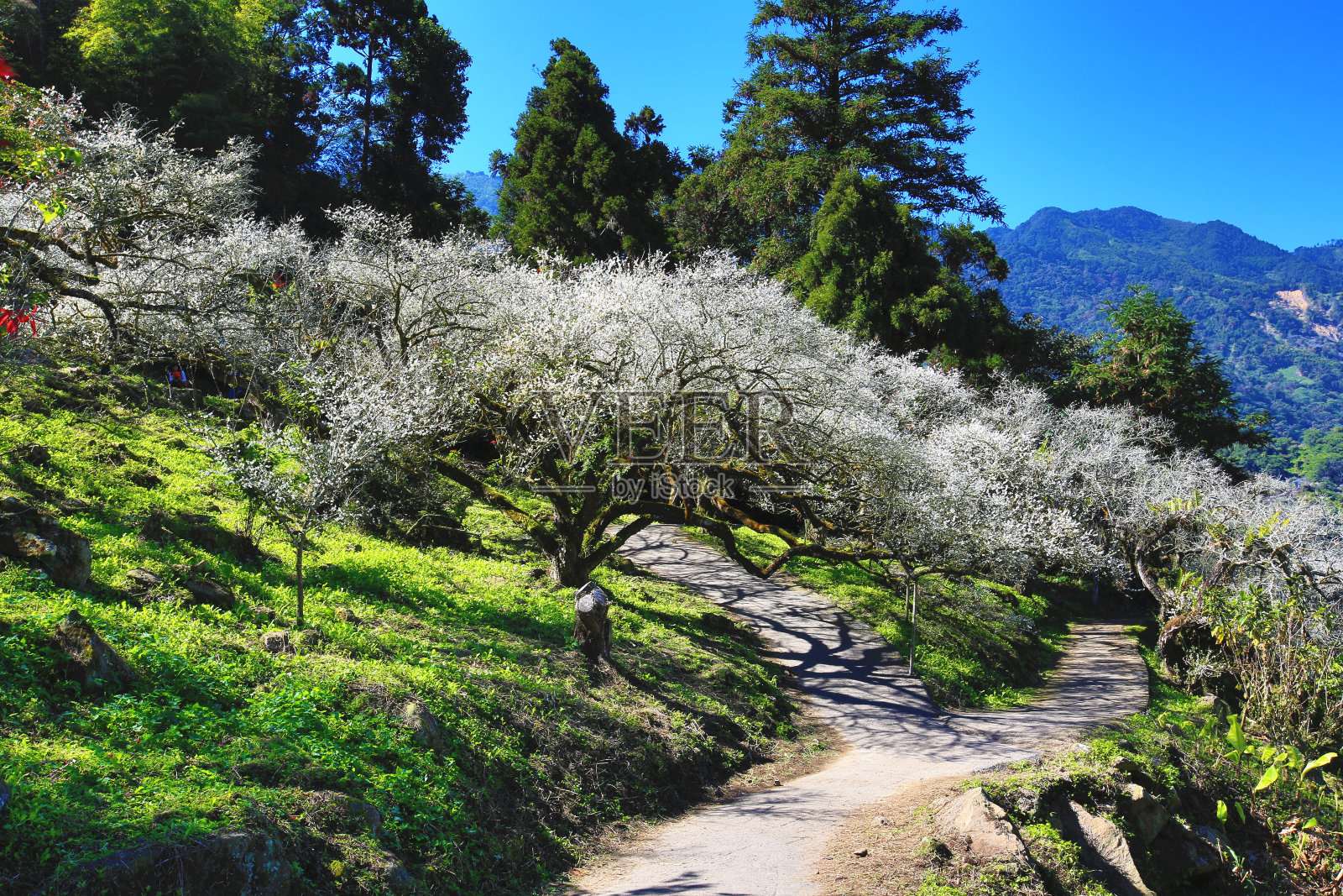 白梅开在有影有径的种植园里照片摄影图片