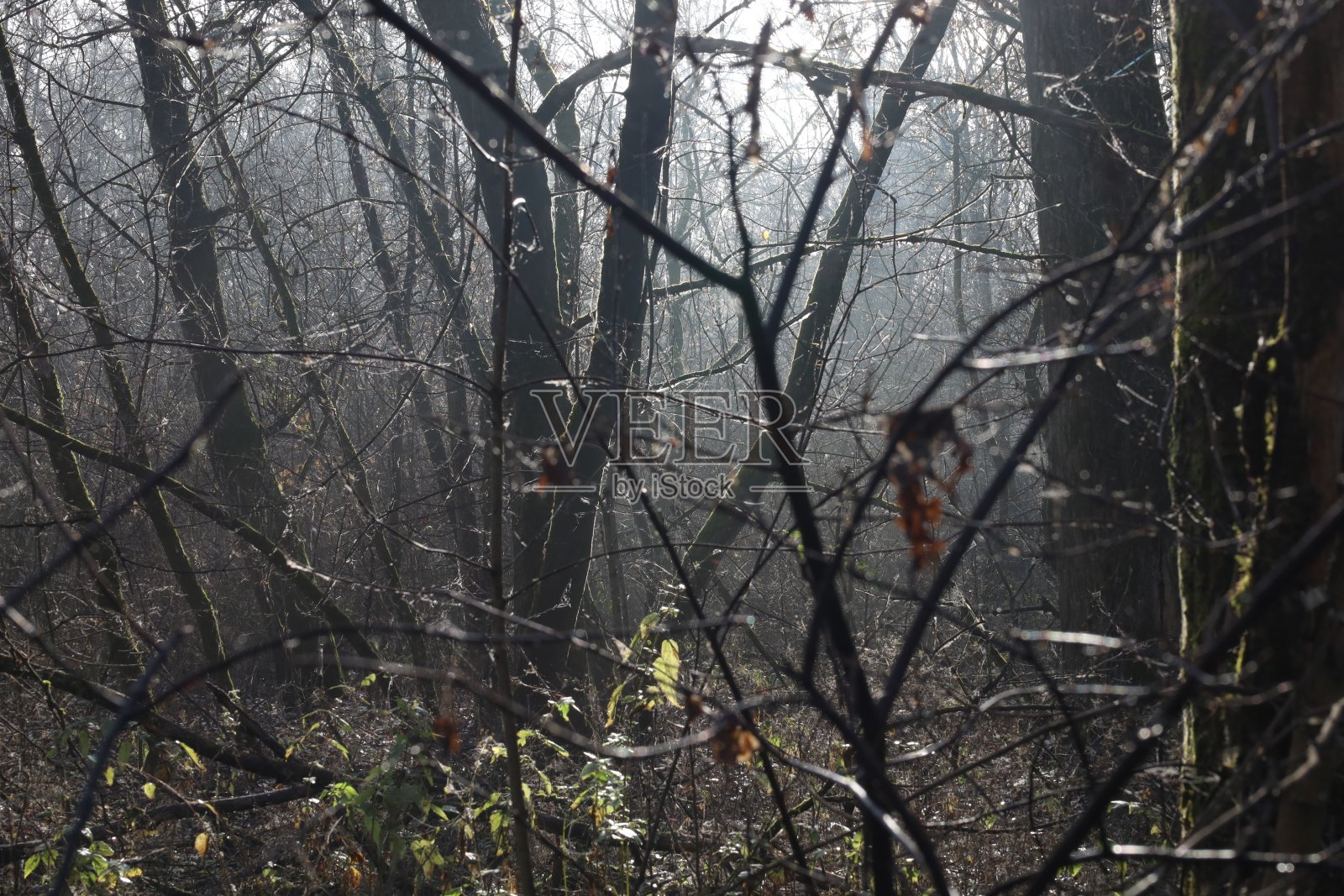 清晨的秋林，阳光明媚的秋林照片摄影图片