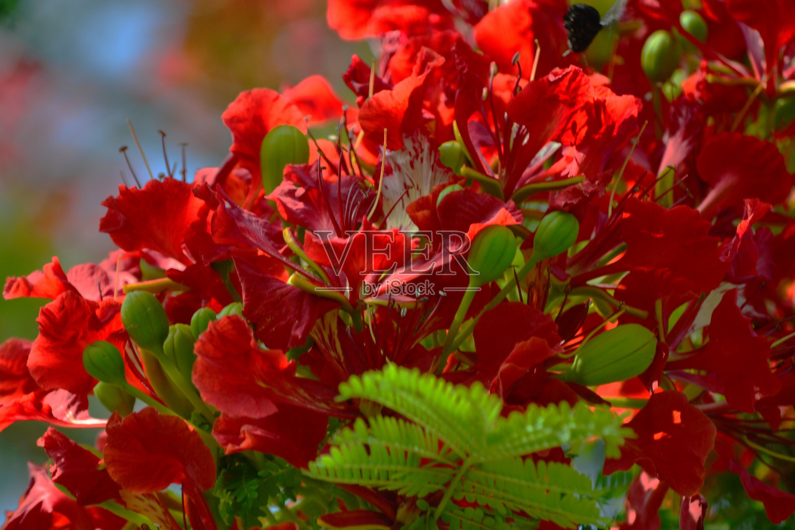 盛开的艳丽花朵照片摄影图片