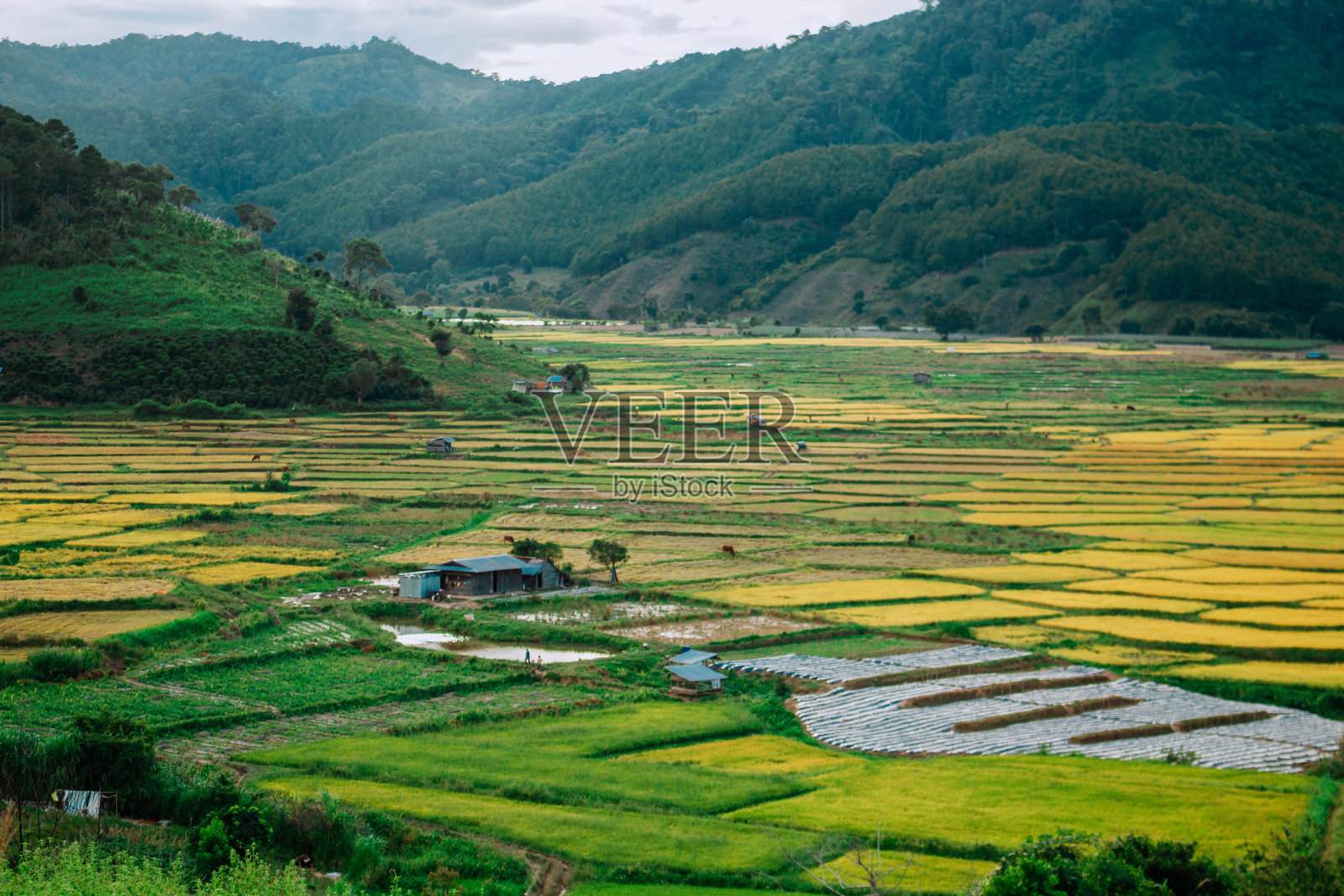 五颜六色的成熟稻田在冬冬地区的篮子里。在Don Duong买熟米照片摄影图片