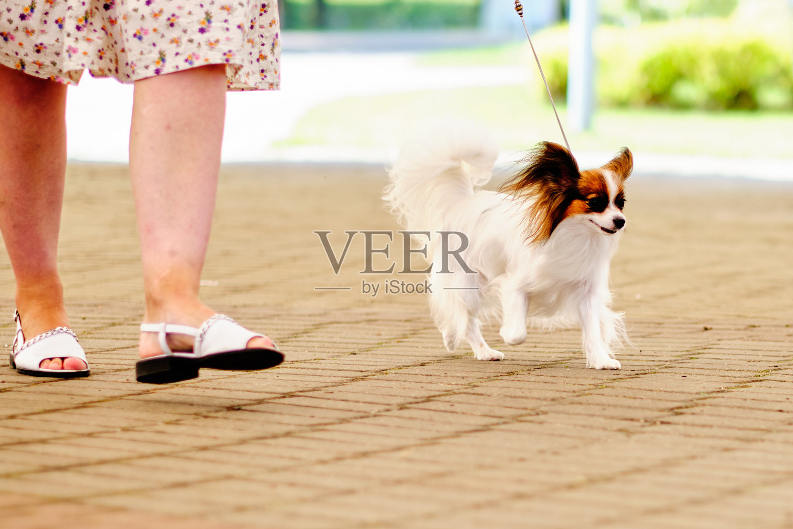 滑稽的狗在女人的脚边走照片摄影图片