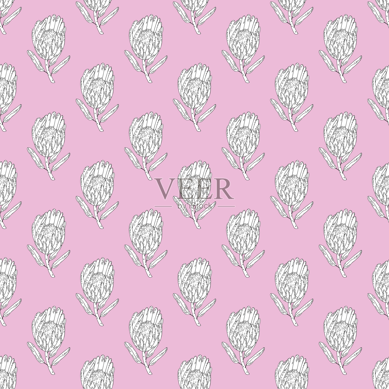 手绘矢量无缝图案线艺术白色图形花国王protea在一个粉红色的背景。插画图片素材
