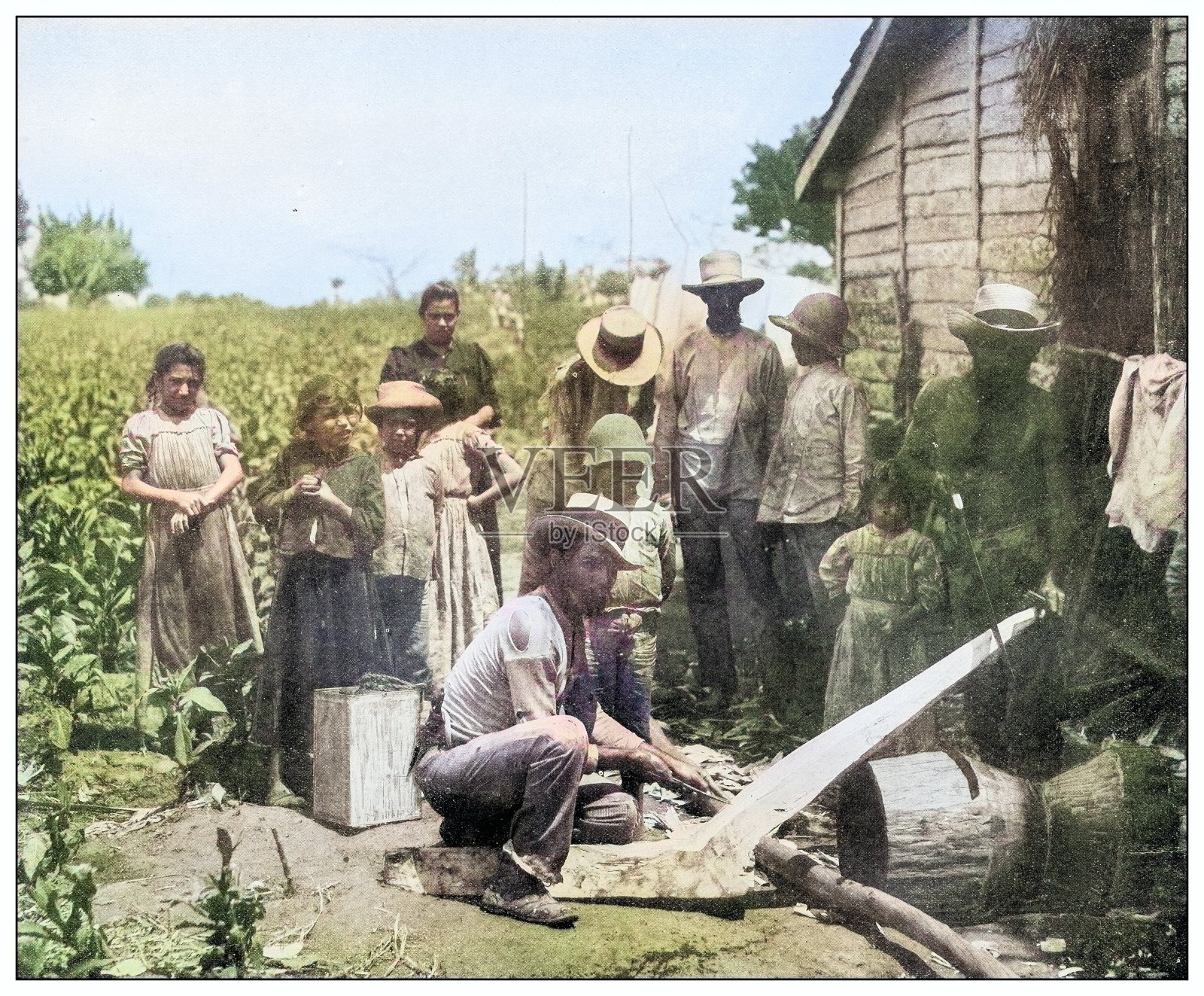 古董黑白照片:制作犁，古巴插画图片素材
