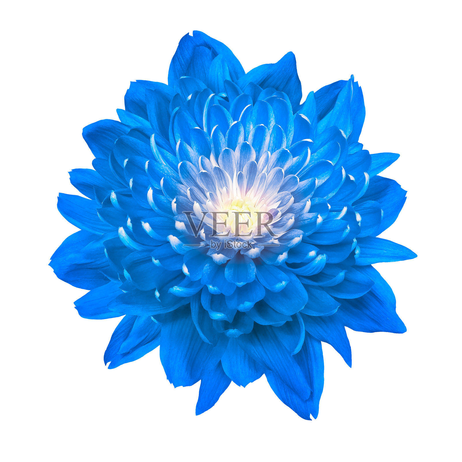 蓝色菊花在白色孤立的背景与剪辑路径。特写镜头。大自然。照片摄影图片