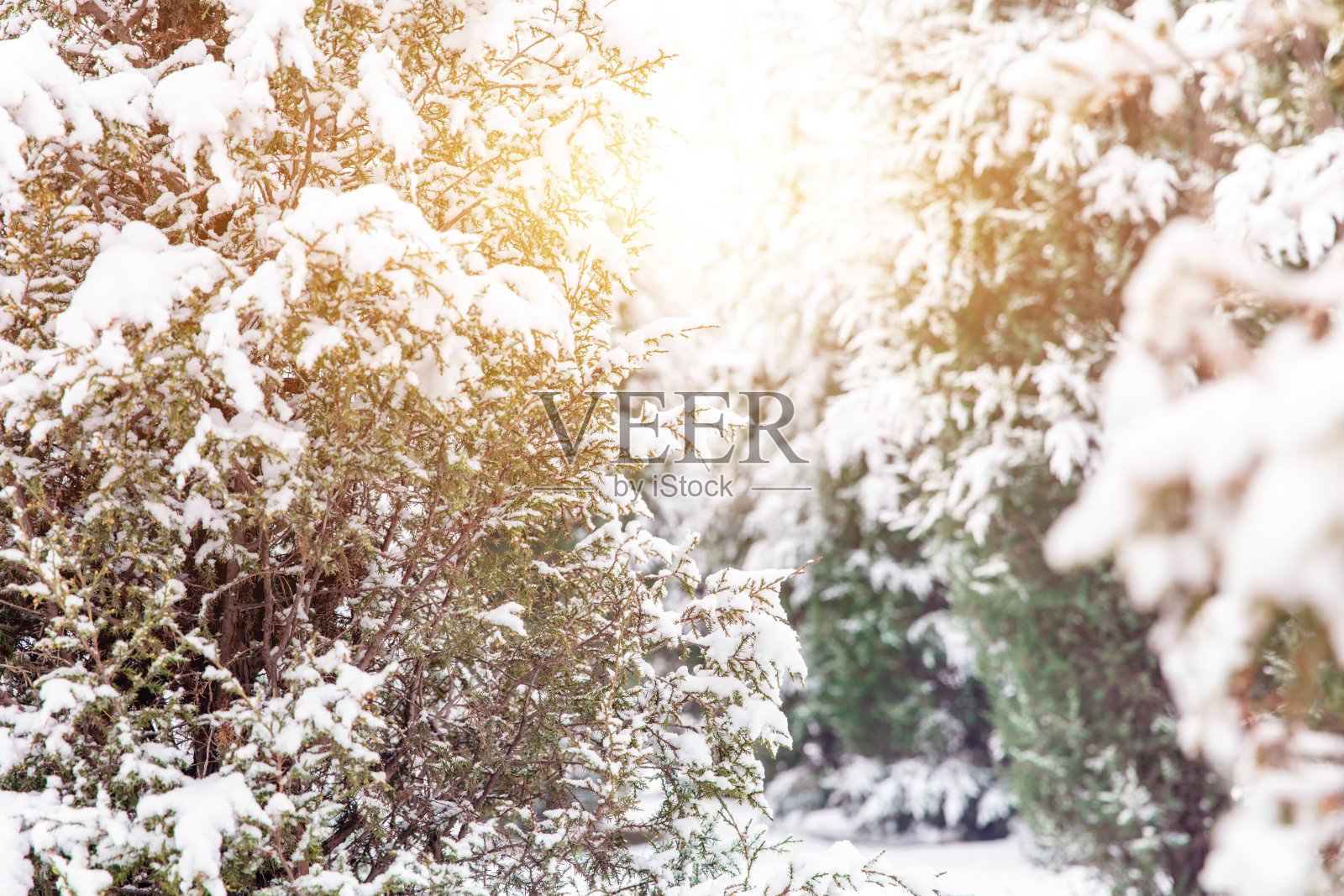 冬雪覆盖常绿松林森林景观照片摄影图片