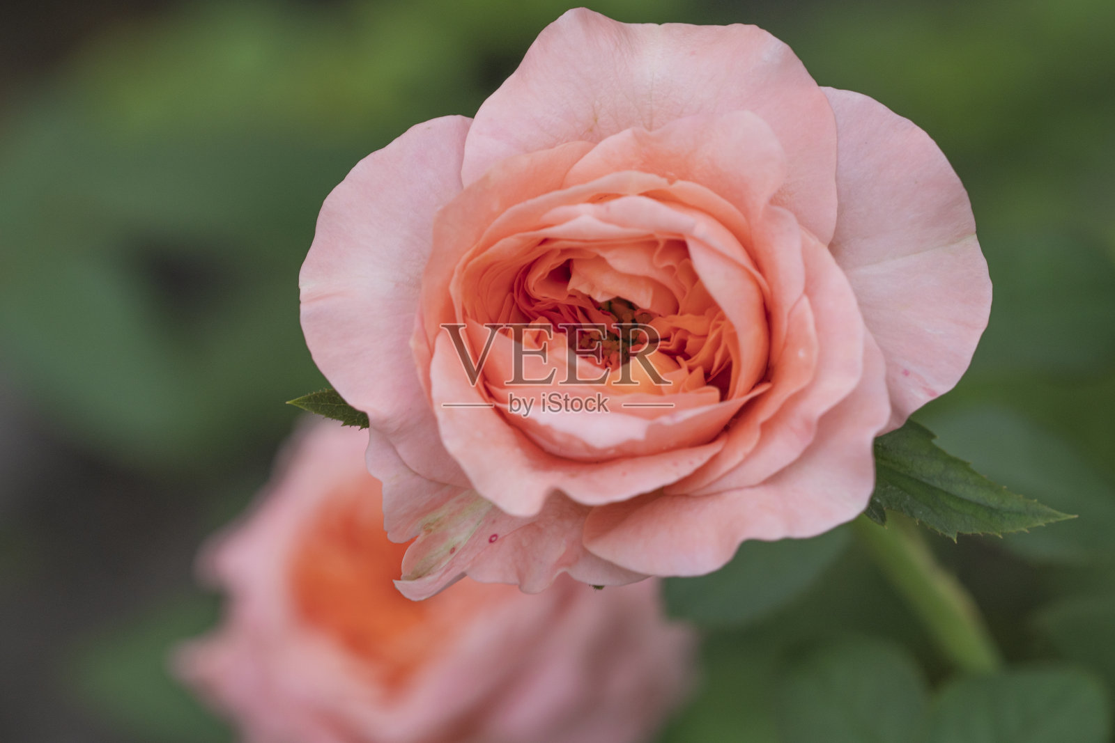 可爱的清新芳香橙玫瑰伦敦眼在花园早晨灌木自然光泽清新的橙花玫瑰装饰在绿色模糊的背景清新迷人的明亮芳香玫瑰情人。选择的重点照片摄影图片