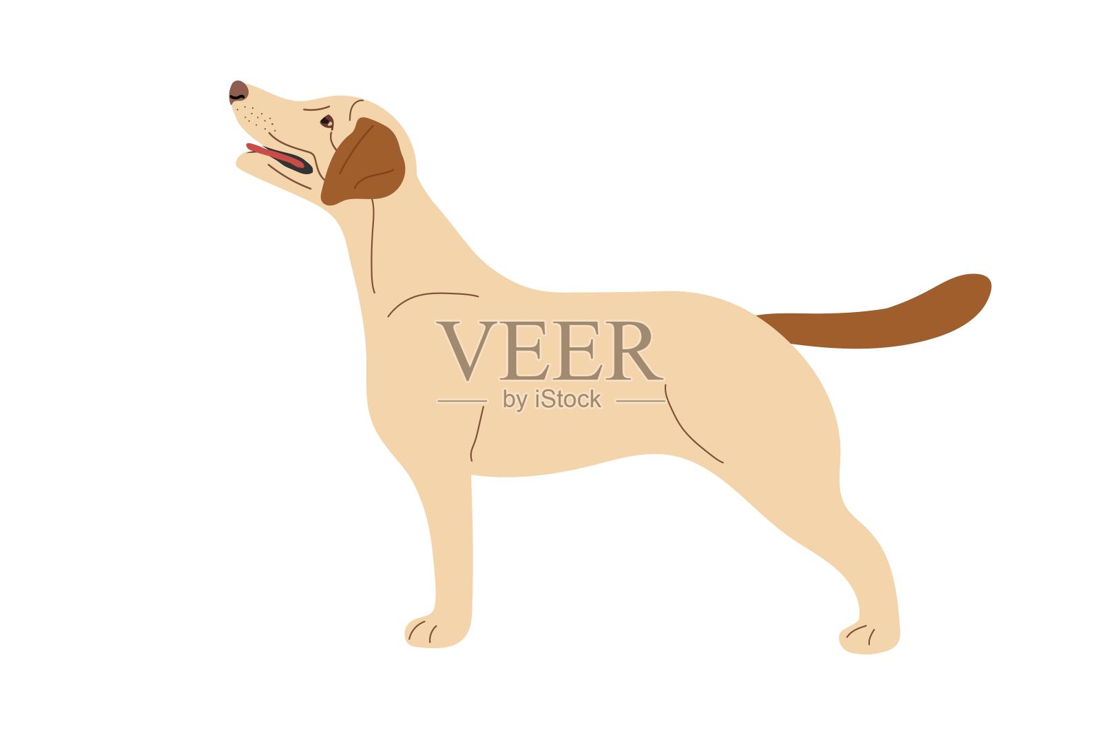 站的狗。拉布拉多寻回犬。动物训练。服务展示犬在环内。纯种宠物，家养动物。浅色短毛狗。平面矢量动物隔离在白色背景插画图片素材