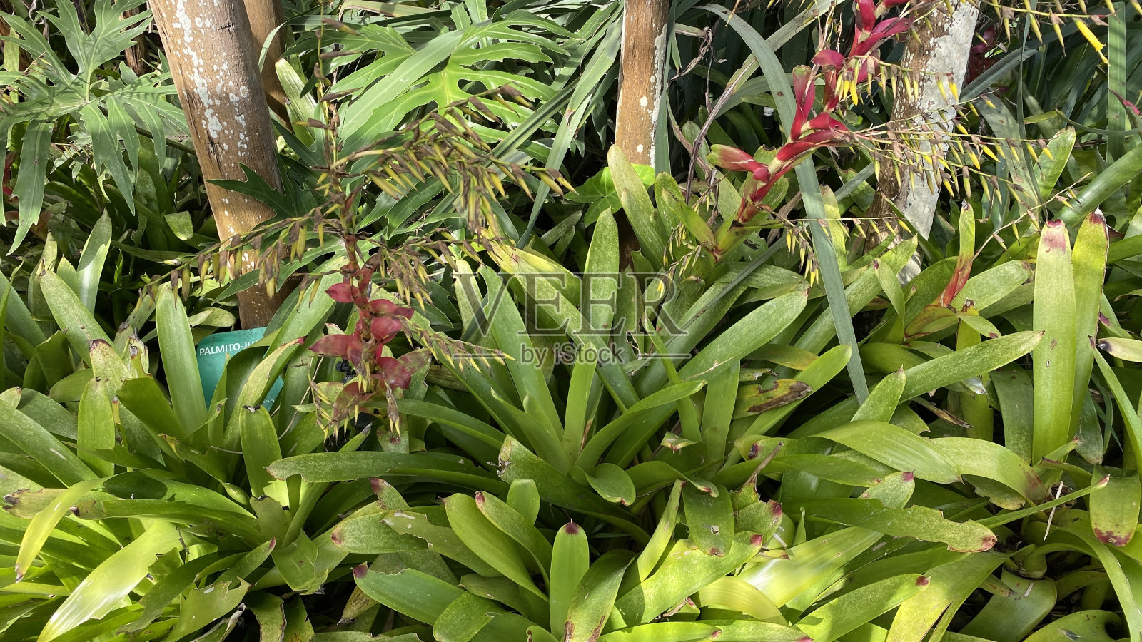 不同大小的枝叶的特写照片照片摄影图片