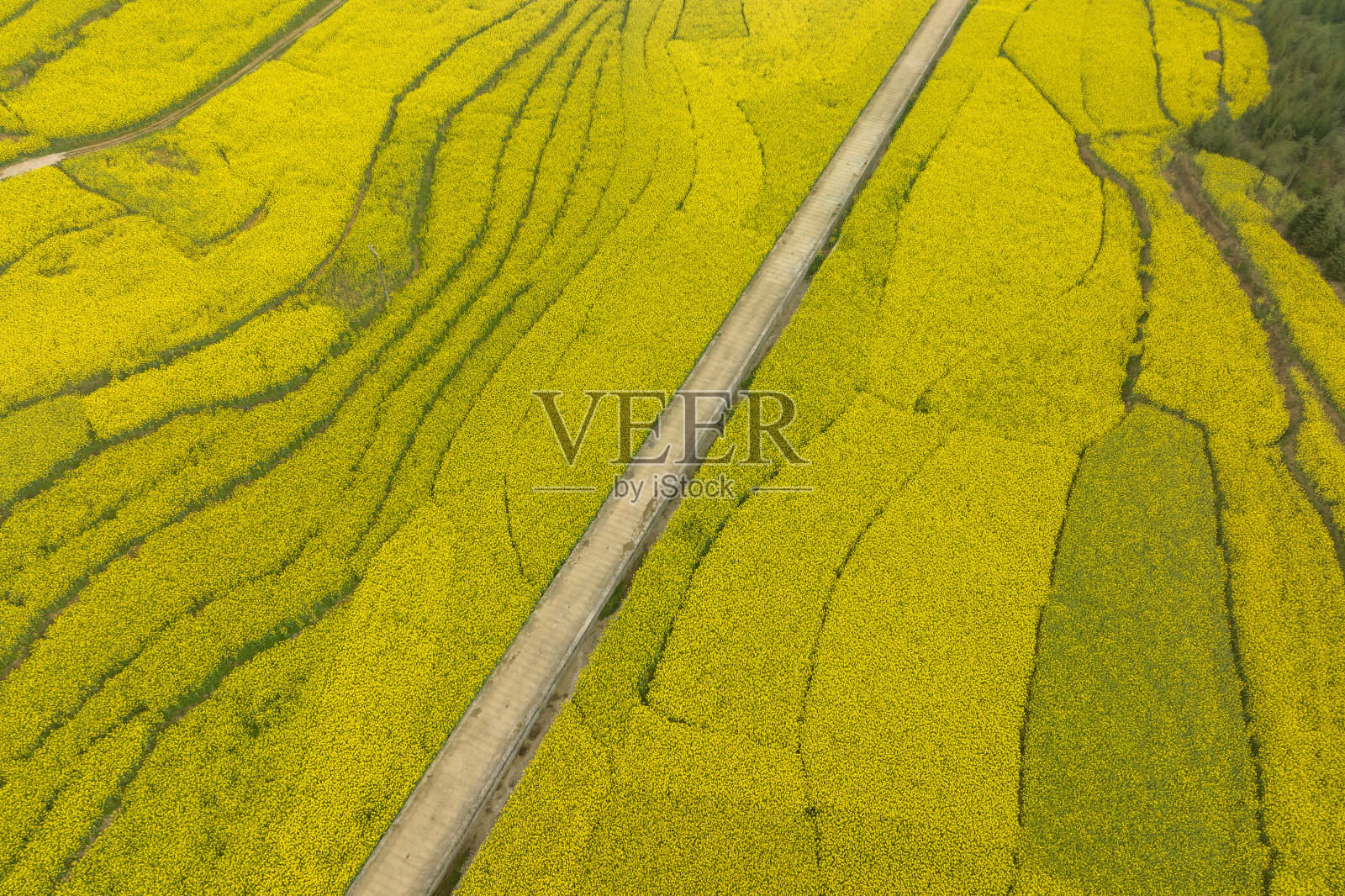 鸟瞰黄色油菜花在农村开花，云南，中国照片摄影图片