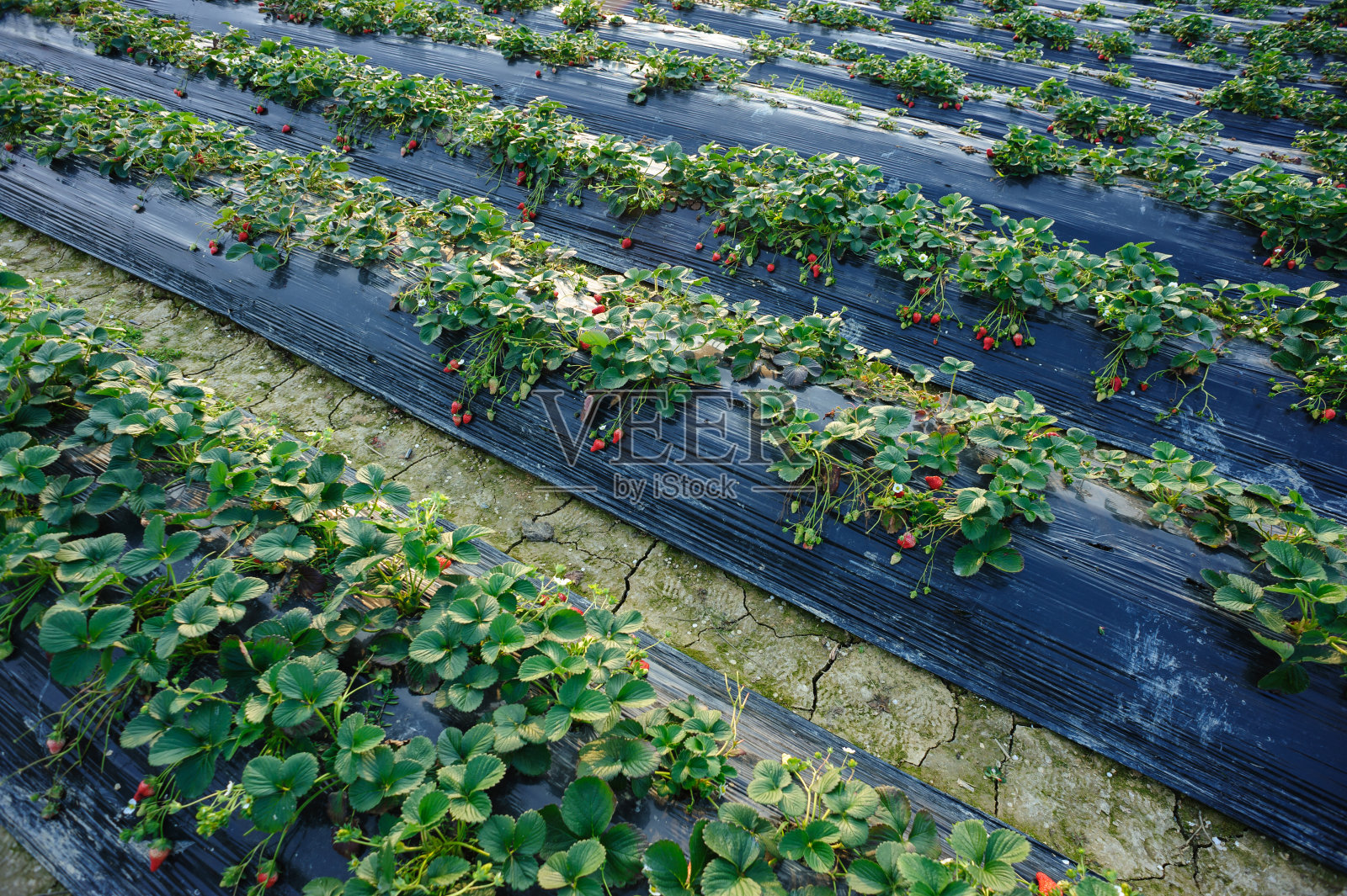 花园里长着草莓照片摄影图片