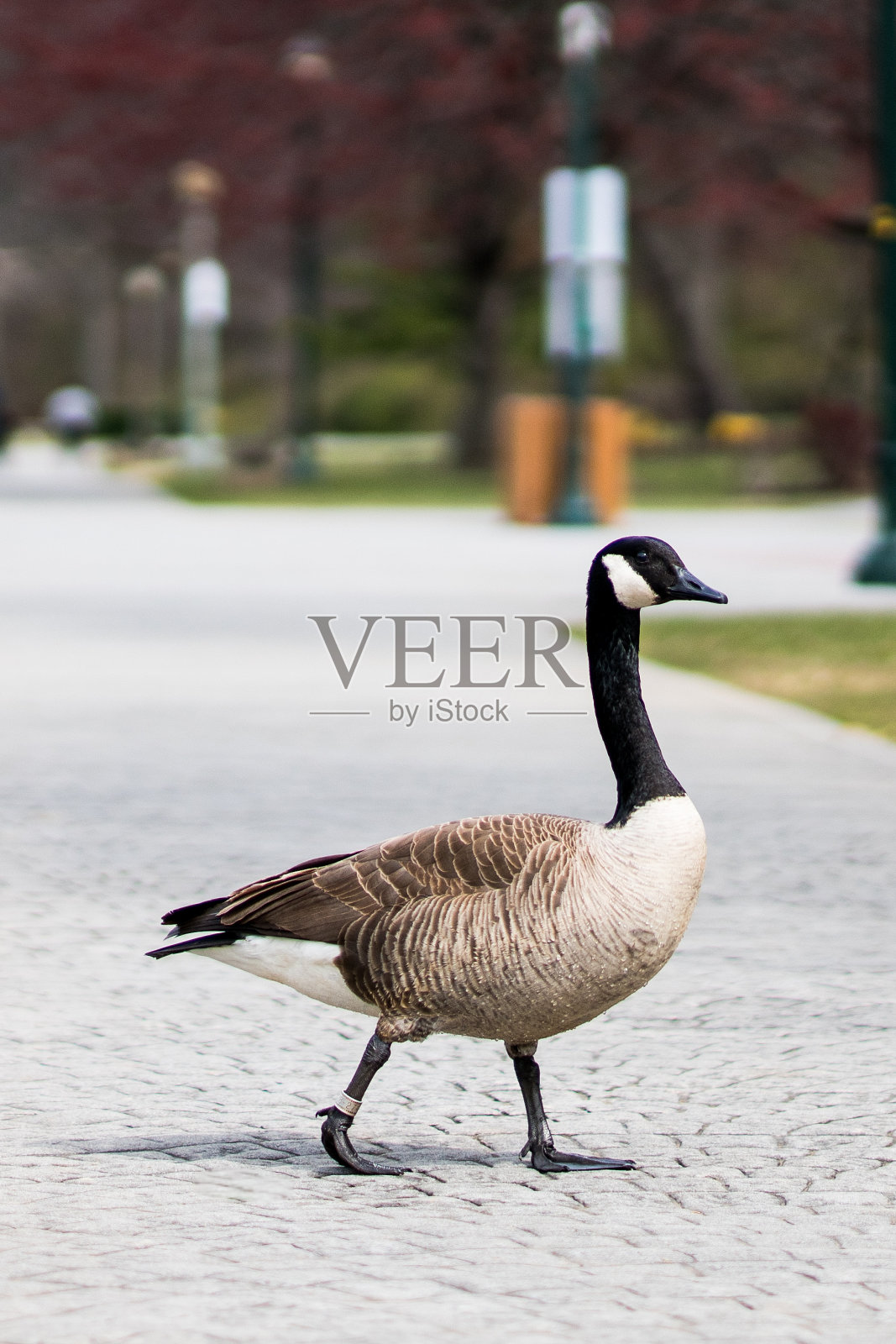 加拿大鹅照片摄影图片