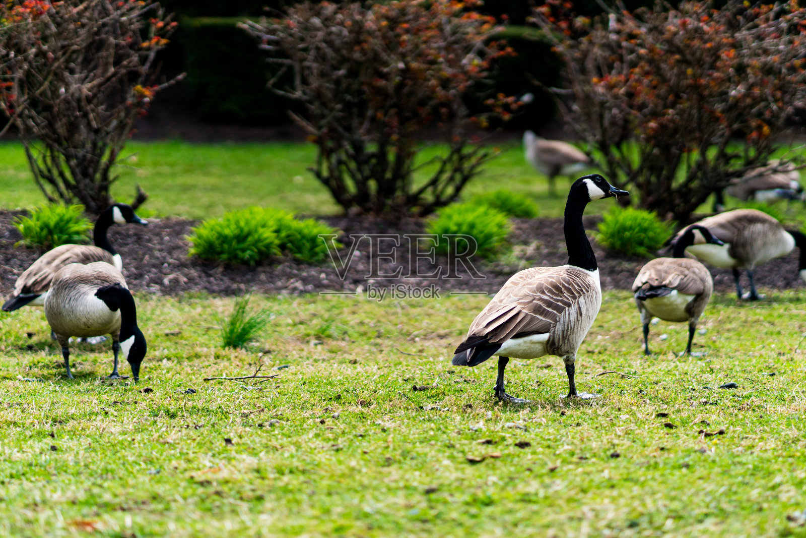 加拿大鹅照片摄影图片