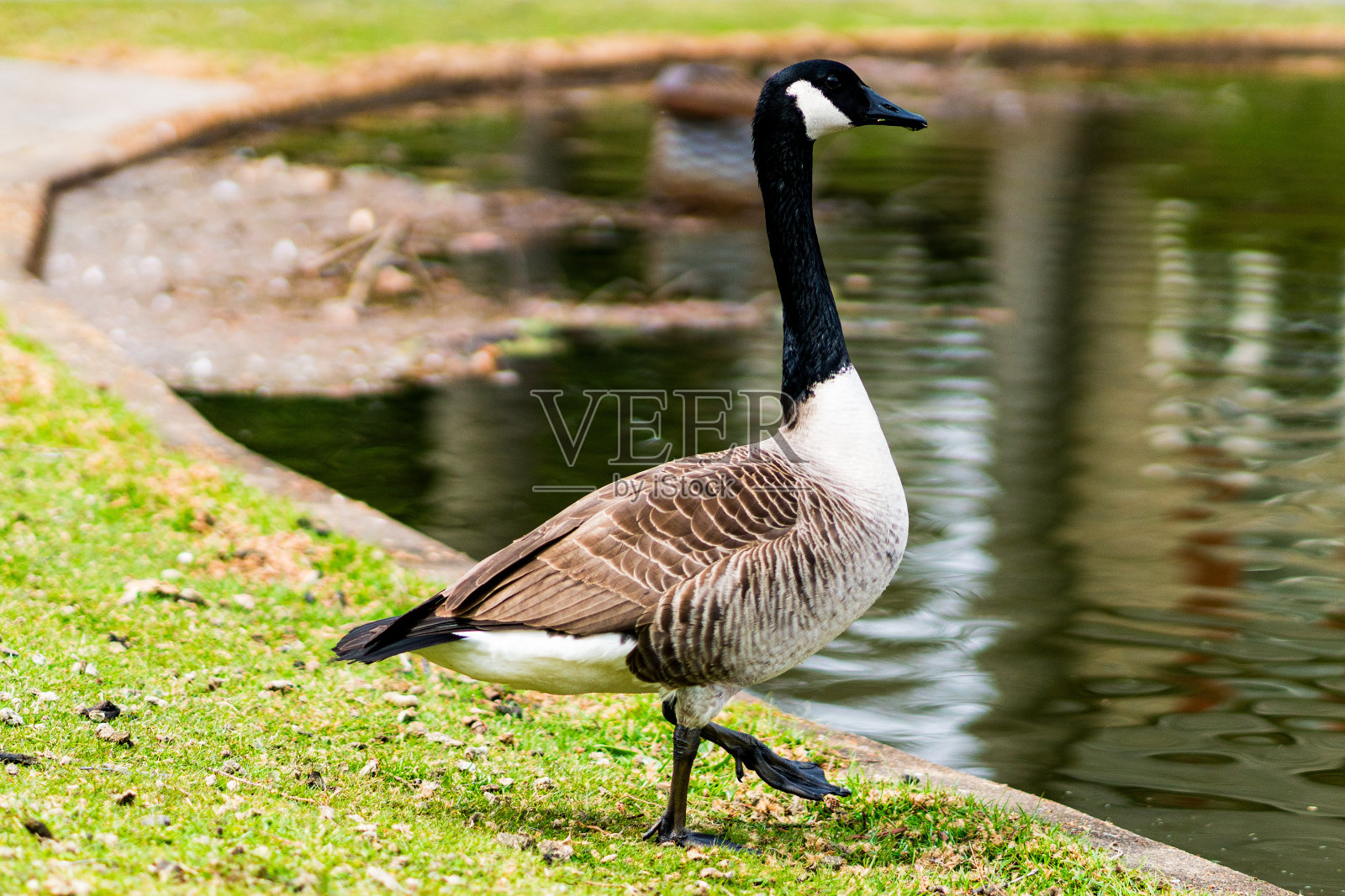 加拿大鹅照片摄影图片