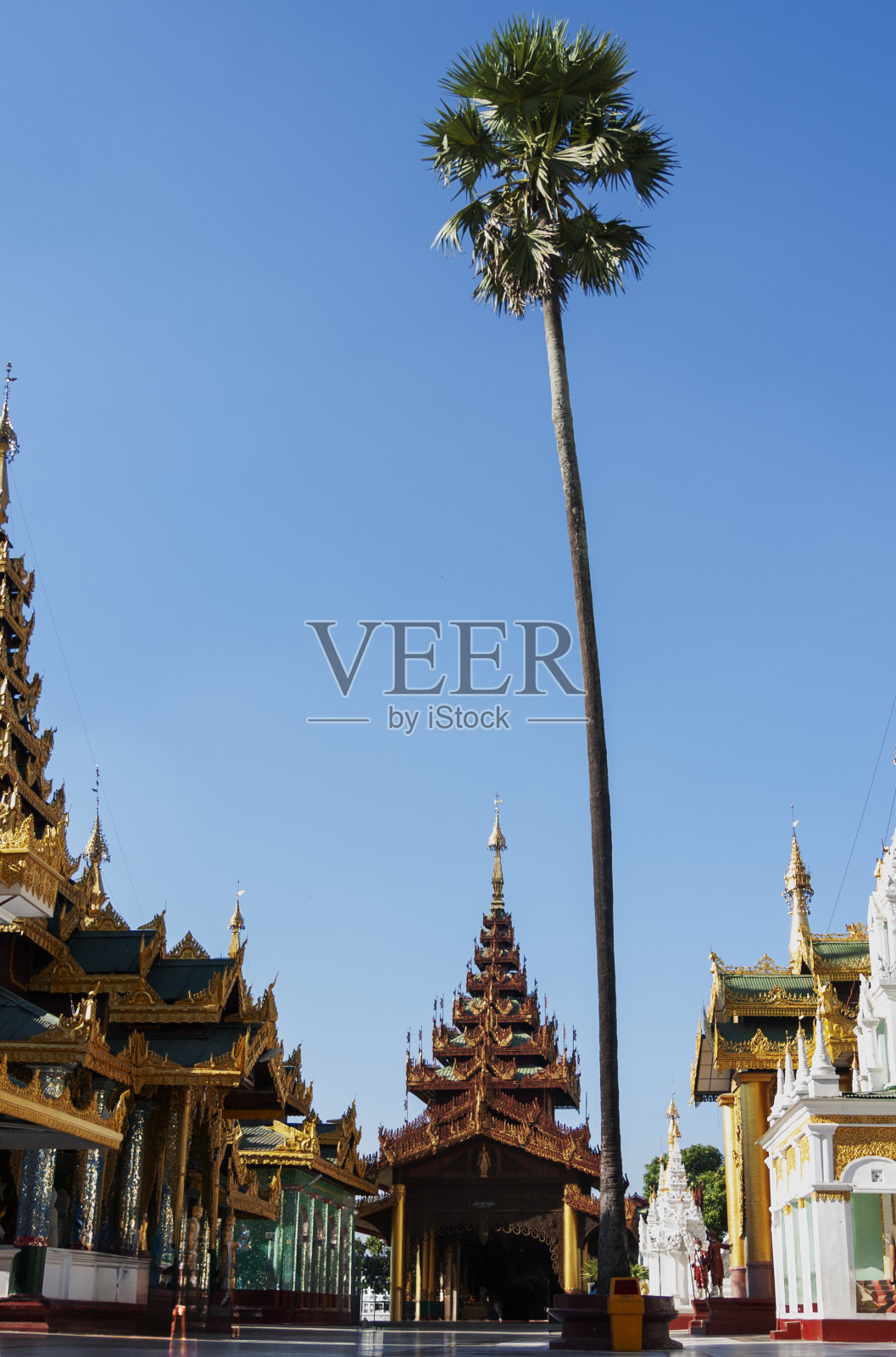 缅甸仰光的大金塔照片摄影图片