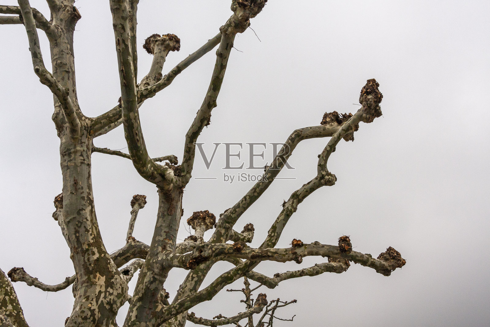 被授粉的梧桐树照片摄影图片