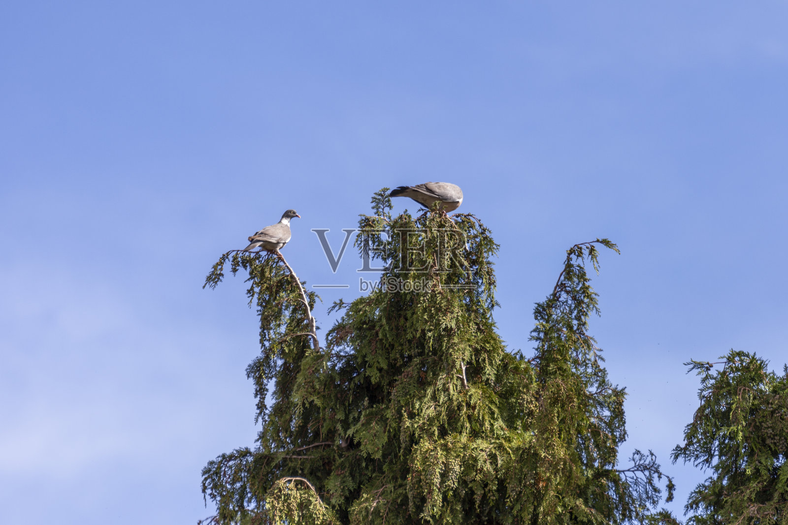 英国沃里克郡，埃文河畔比福德照片摄影图片