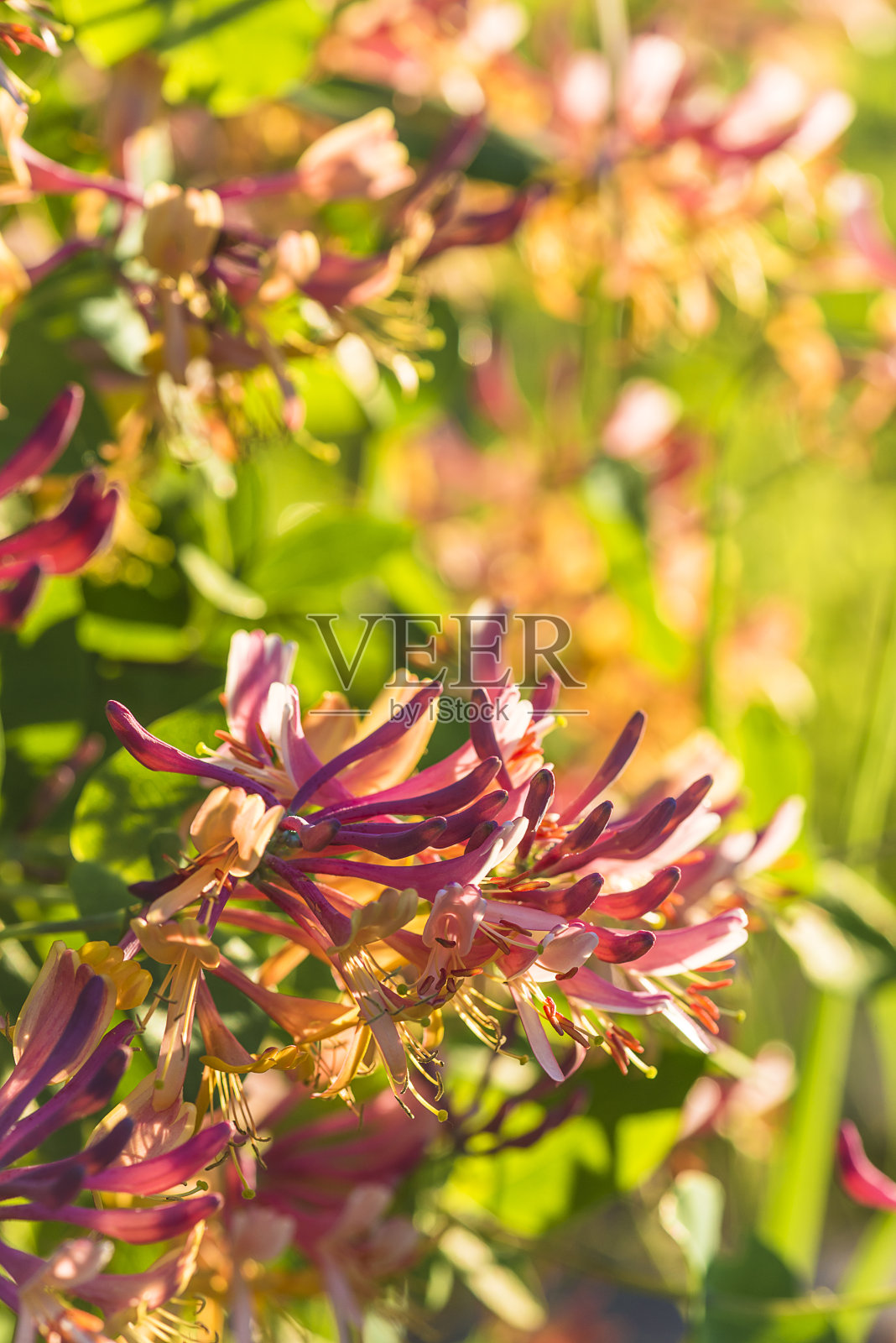 忍冬，意大利忍冬，有叶忍冬，山羊叶忍冬，意大利忍冬，或开花的有叶忍冬照片摄影图片