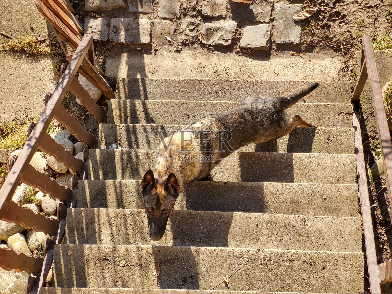 在花园里、山上或草地上玩耍的德国牧羊犬。照片摄影图片