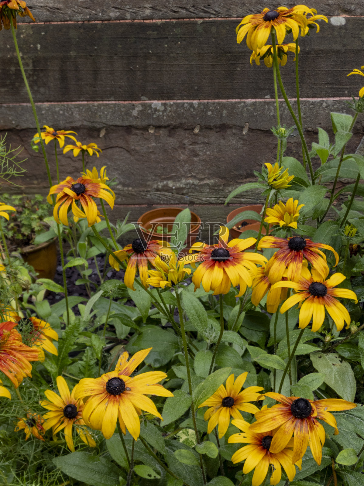 Rudbeckia“Minibeckia火焰”开花照片摄影图片