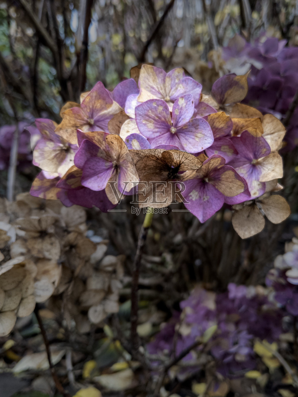 绣球花，在冬天凋零照片摄影图片
