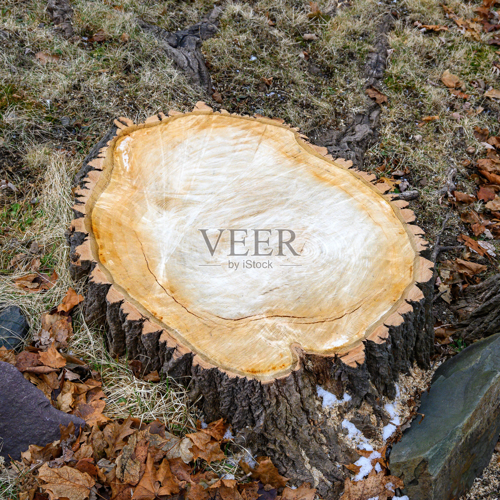 新鲜大树桩照片摄影图片