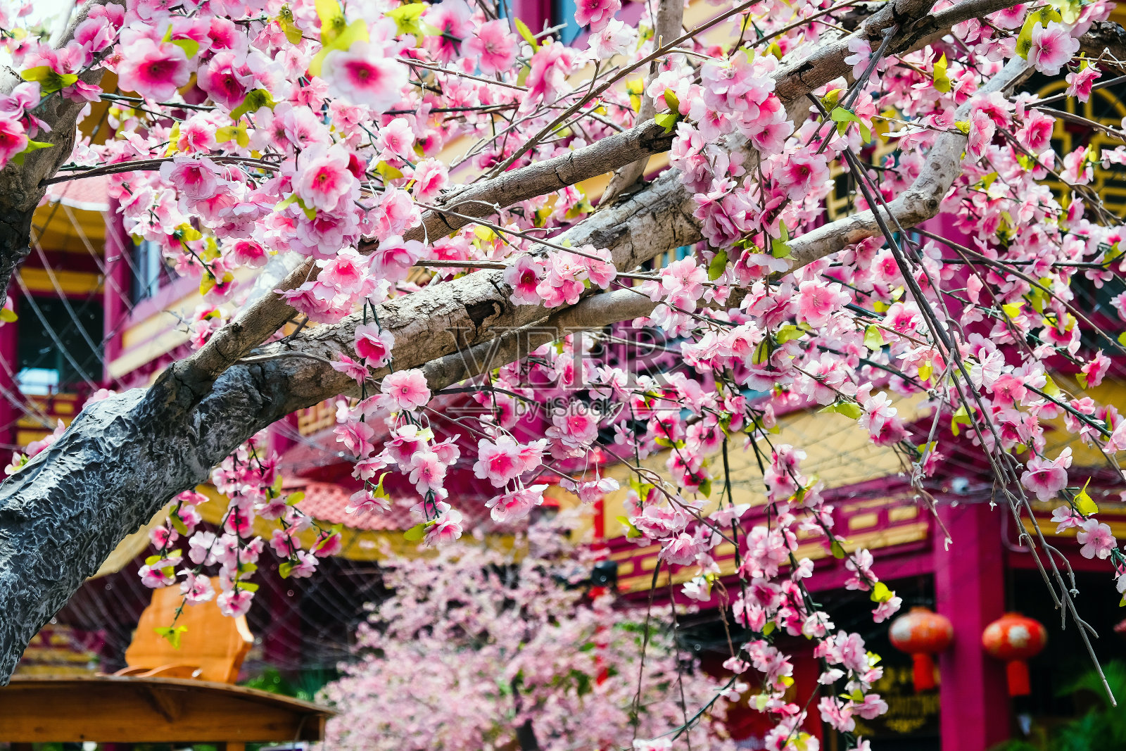 日本樱花盛开照片摄影图片
