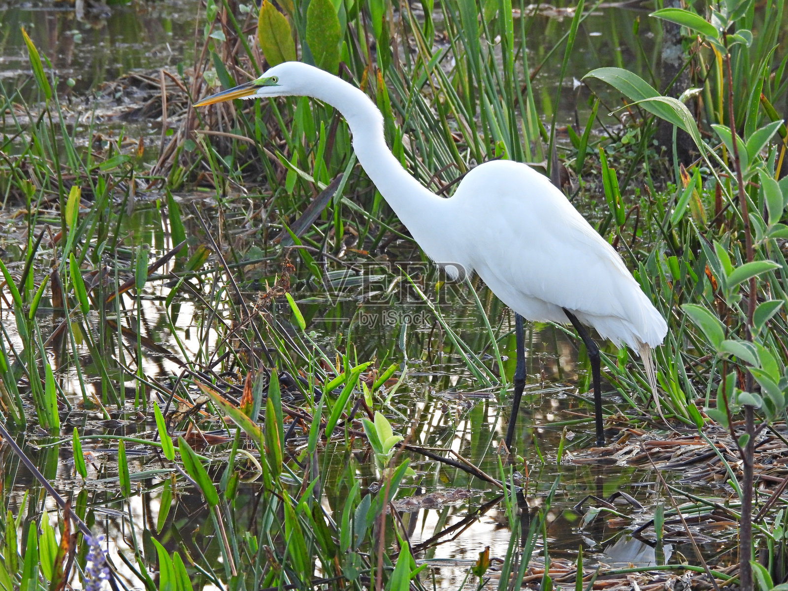 大白鹭(Ardea alba) -觅食照片摄影图片