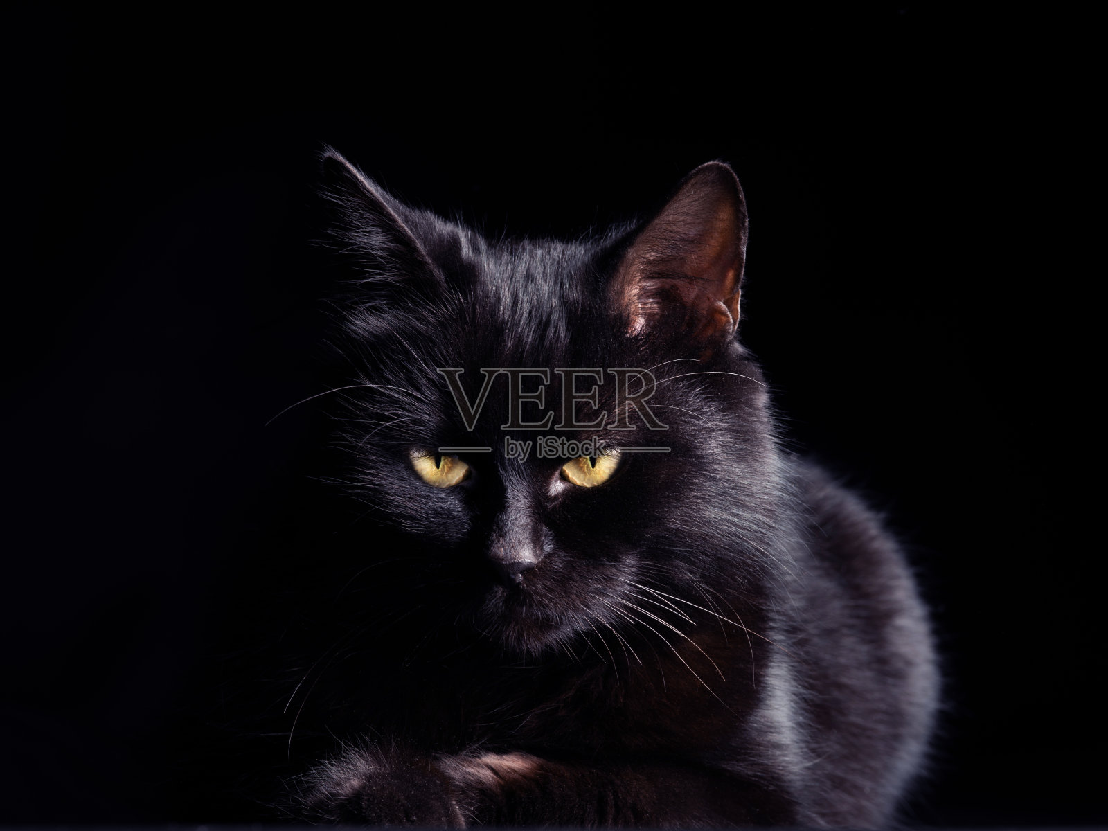 黑底黑猫照片摄影图片