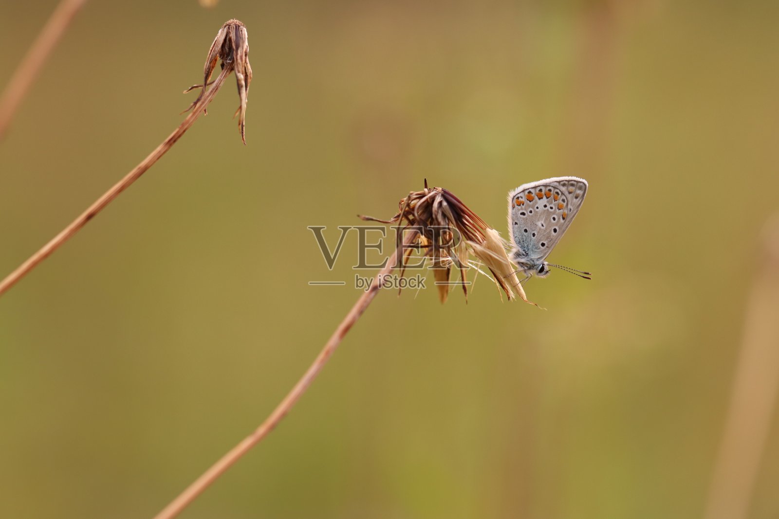 普通蓝蝴蝶照片摄影图片