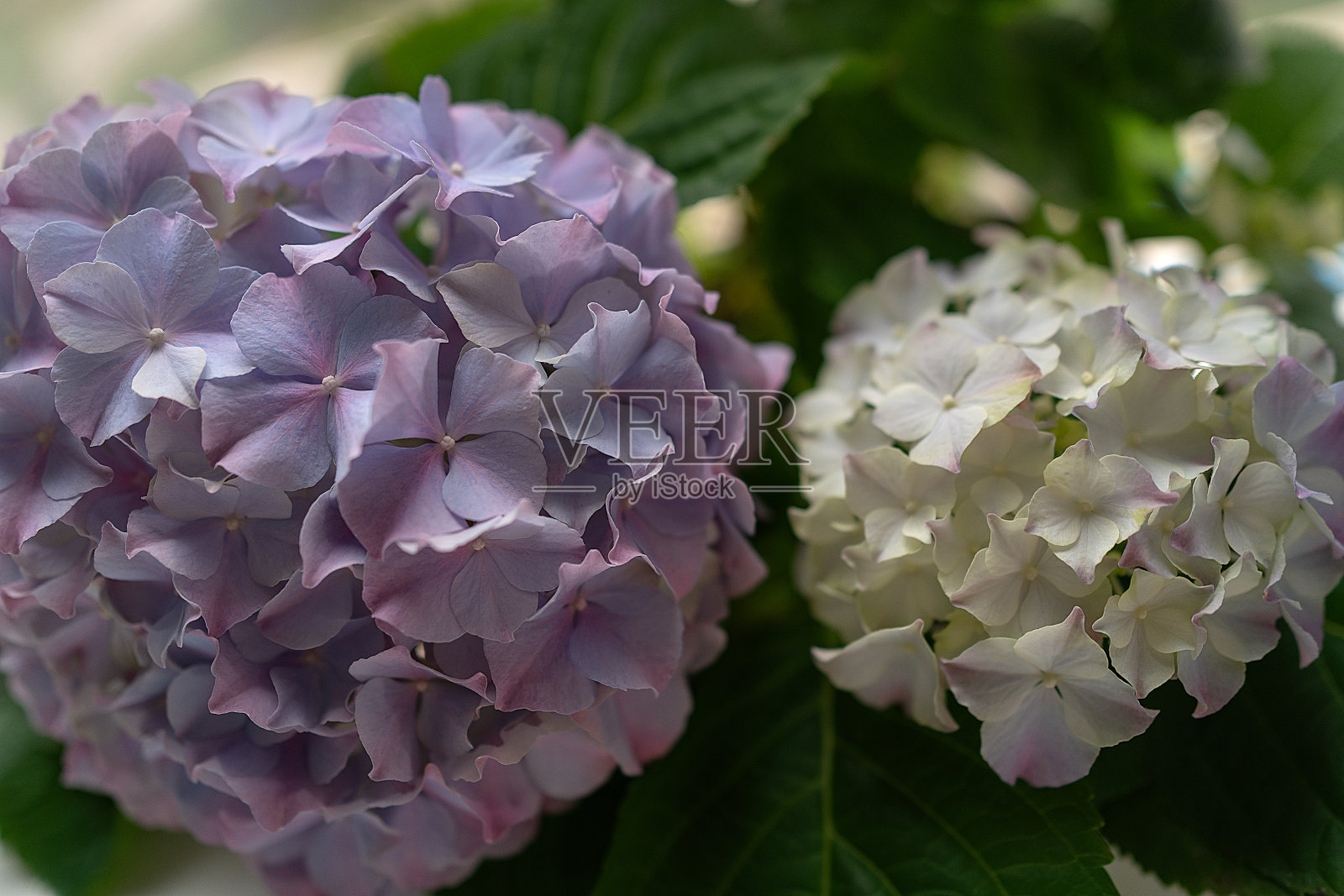 两朵绣球花照片摄影图片