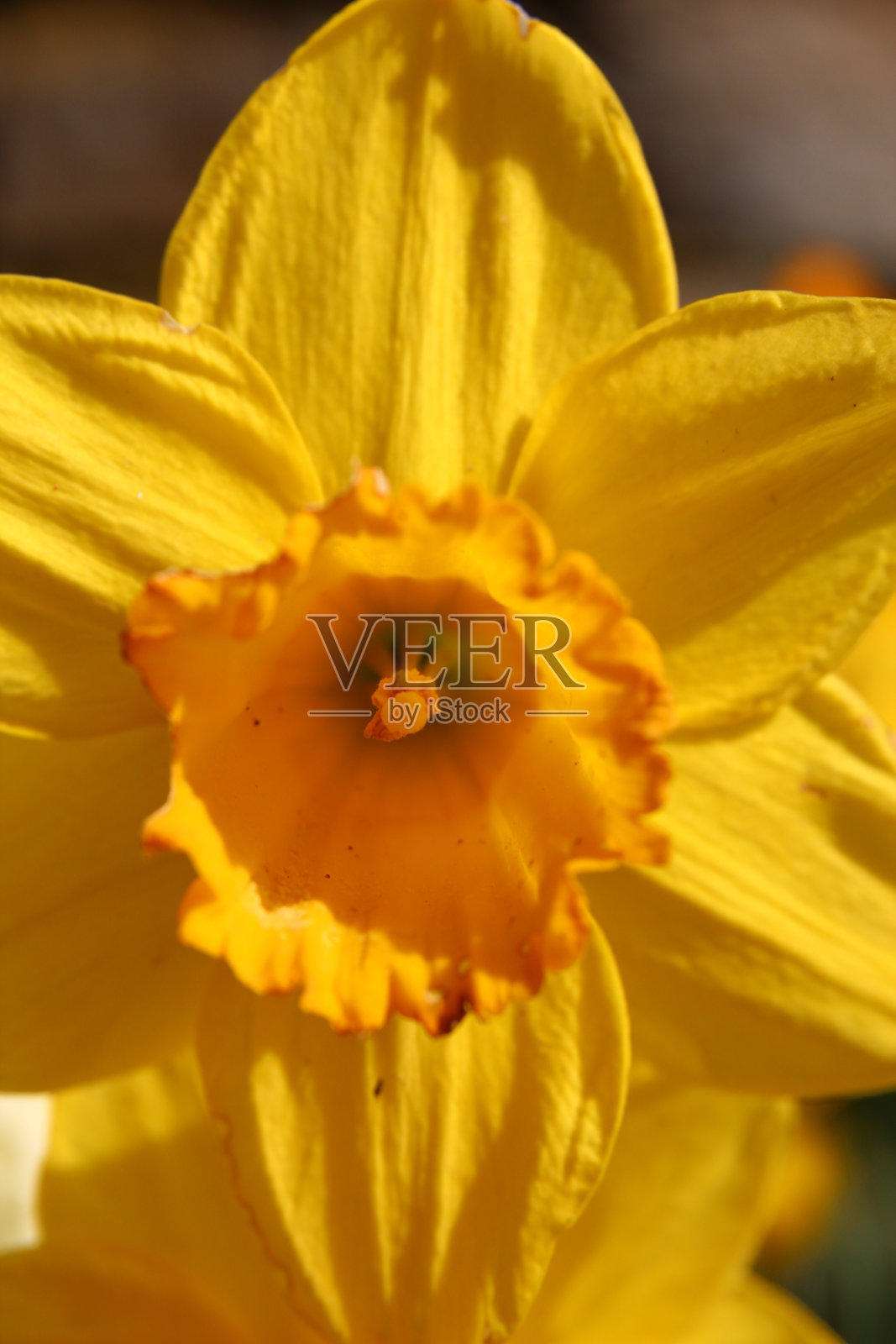 水仙jonquilla照片摄影图片