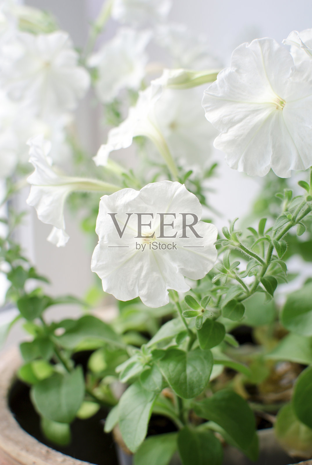 精致的白色牵牛花。白色牵牛花。照片摄影图片