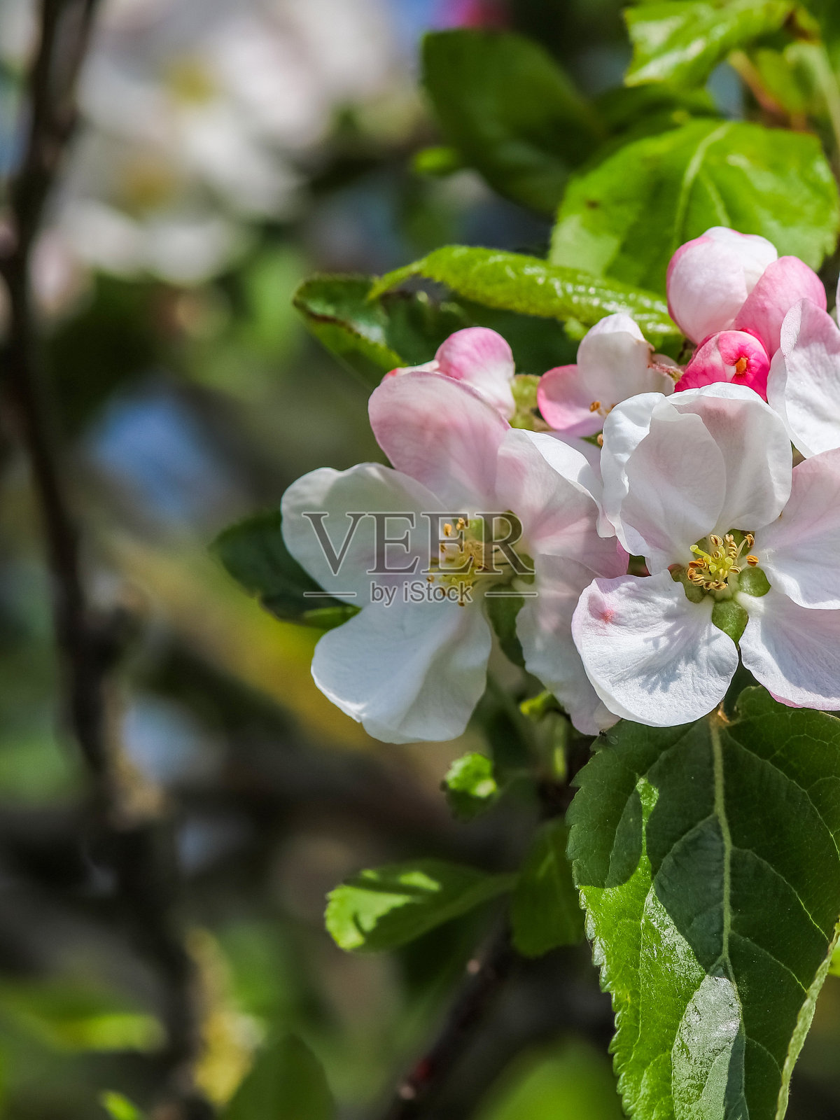 美丽的樱桃和梅树在春天开着五颜六色的花照片摄影图片