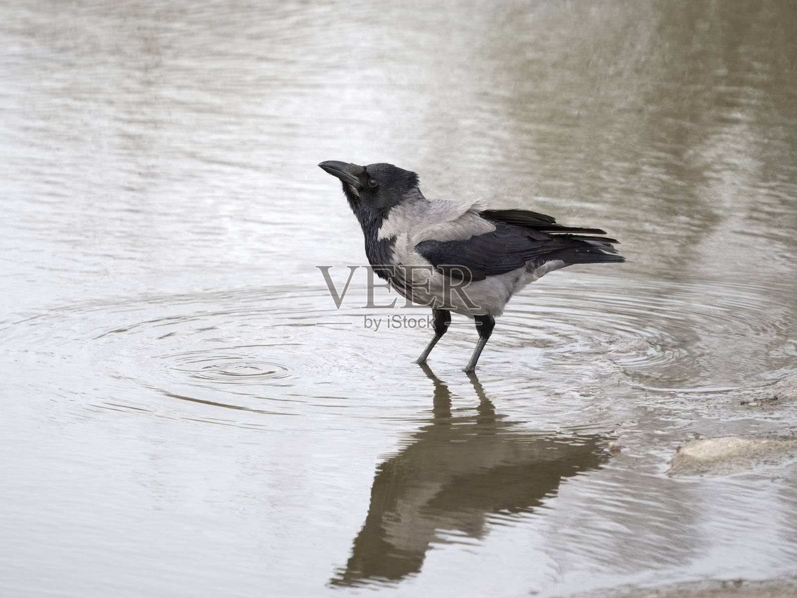 戴兜帽的乌鸦，乌鸦照片摄影图片
