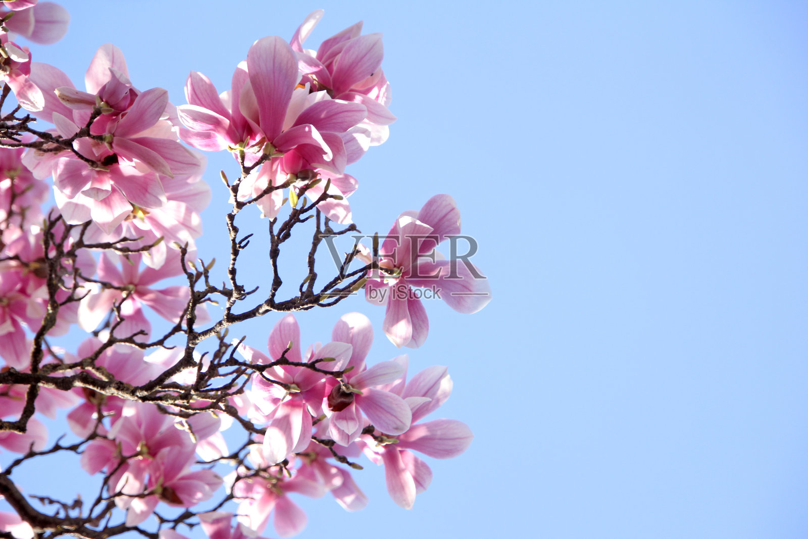 有花的白玉兰树照片摄影图片
